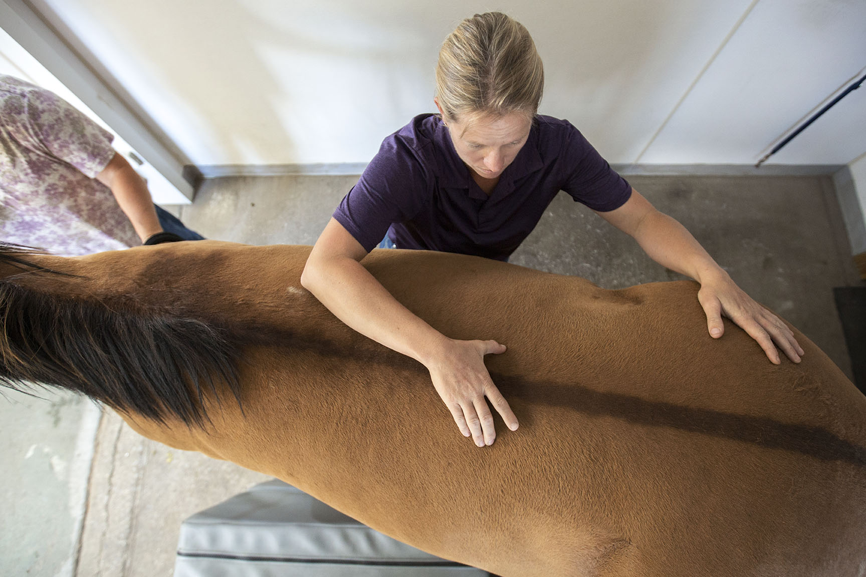 Animal Chiropractic…Who needs it?