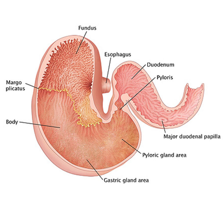 Upper Airway Endoscopy & Gastroscopy Sawtooth Equine Service