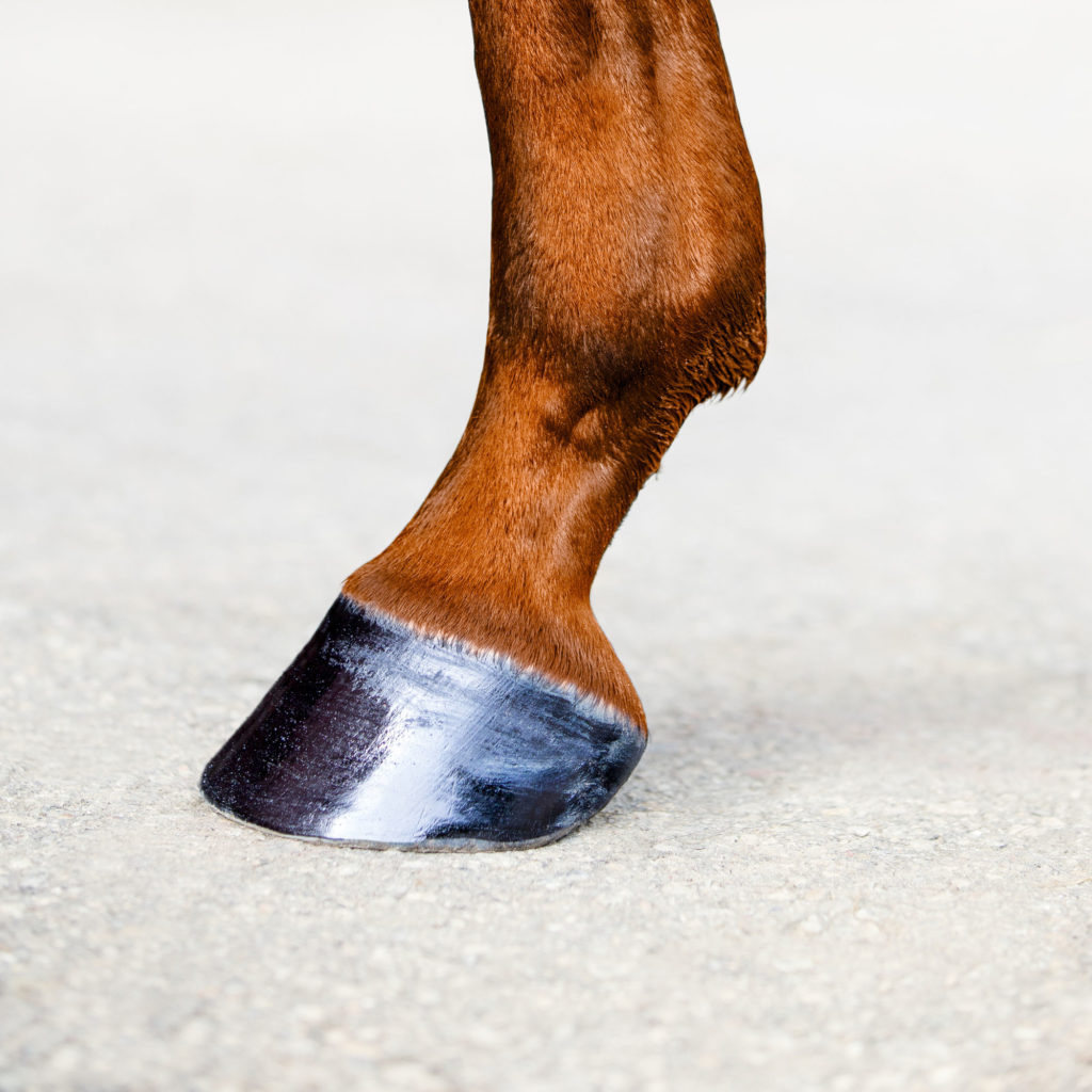 Correct Hoof Angle Sawtooth Equine Service