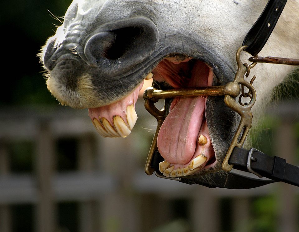 Ever wonder how to age a horse by its teeth?