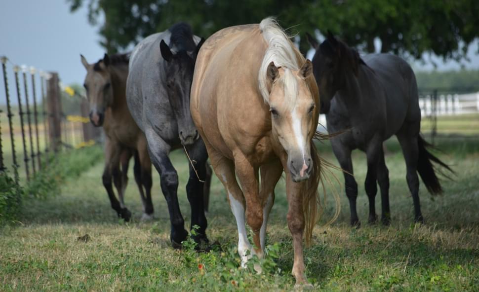 Thinking of breeding your mare?